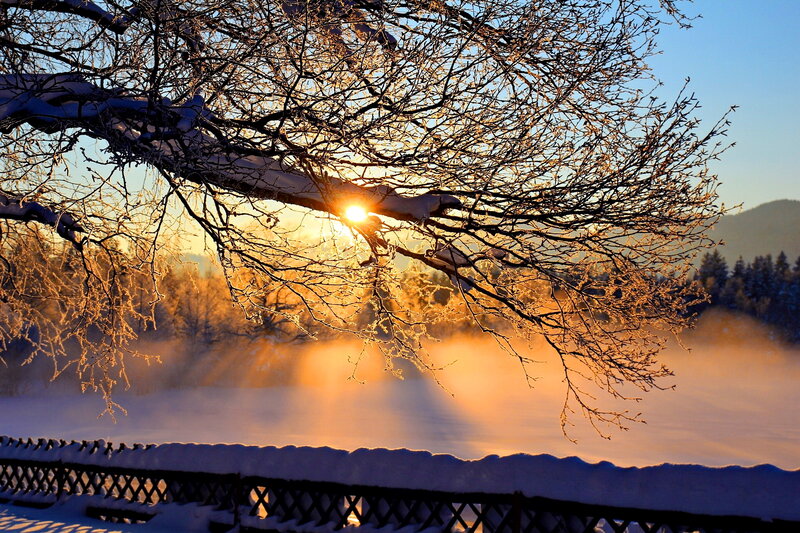 Sunrise Through Snow-covered Branches