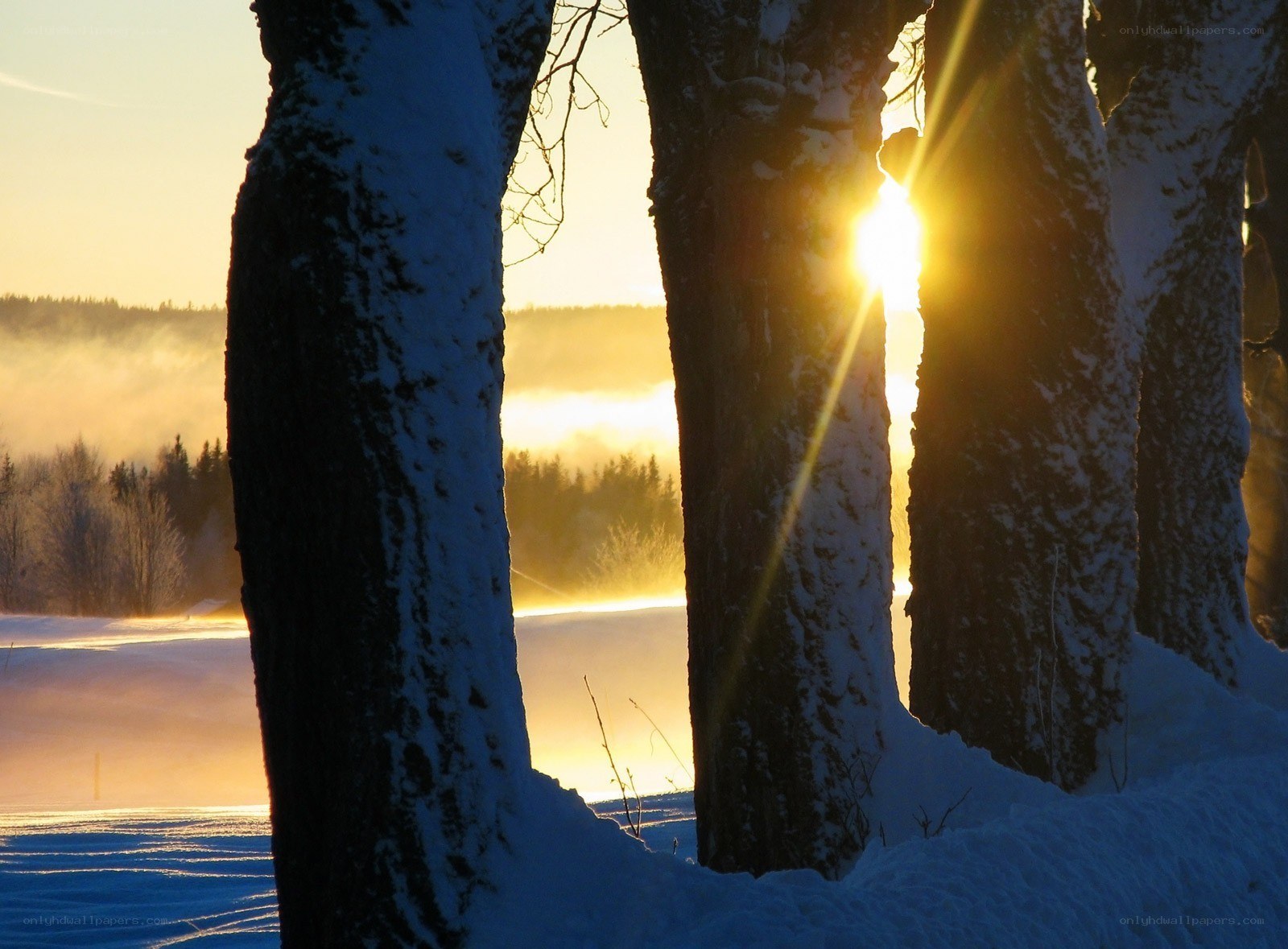 Sunrise through snow-covered trees