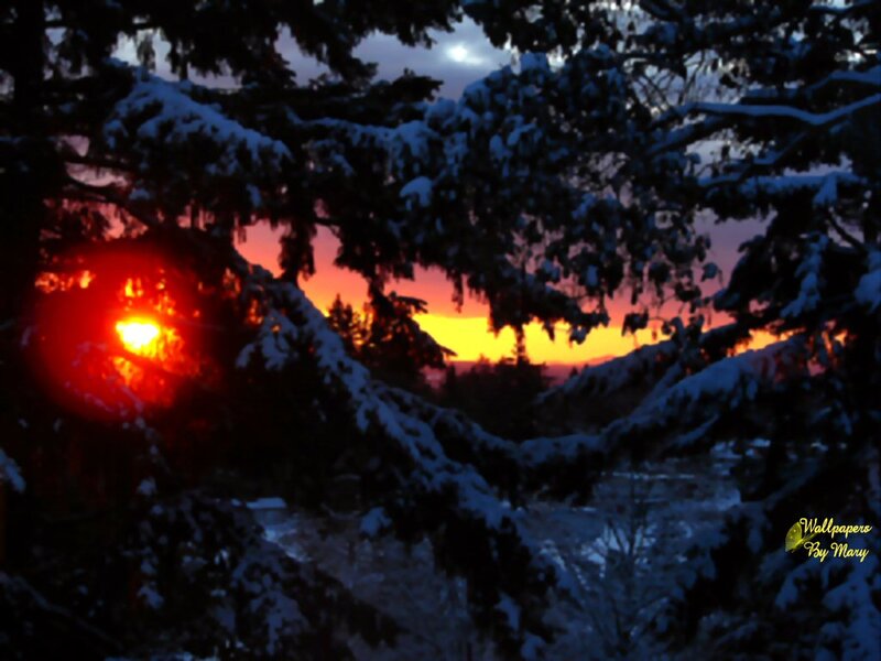 Sunrise Through Snow-covered Trees — Red
