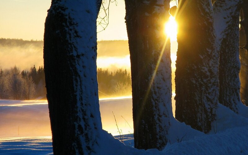 Sunrise Through Snow-covered Trees — Yellow
