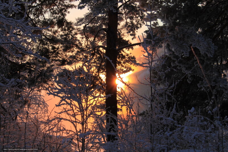 Sunrise Through Snowy Trees — Orange, Serene