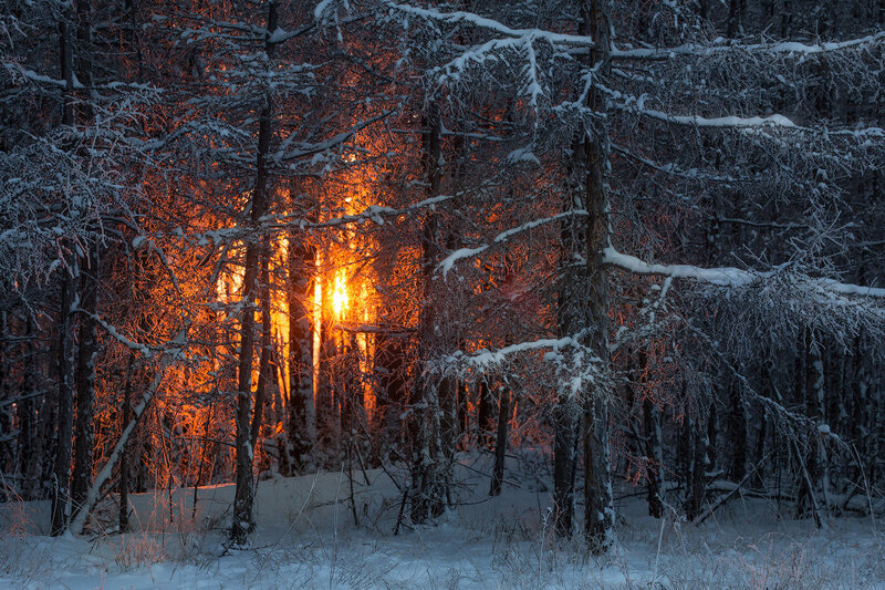 Sunrise Through Snowy Trees — Orange