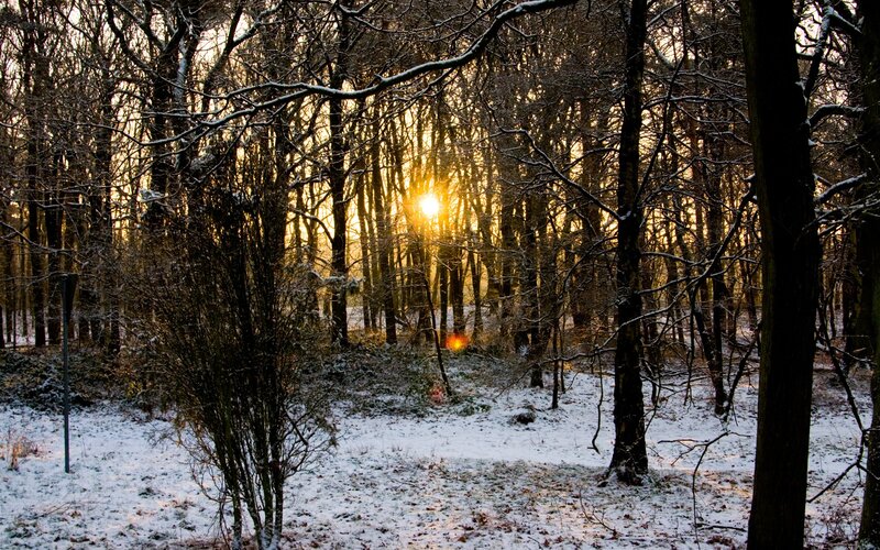 Sunrise Through Snowy Trees — White, Serene