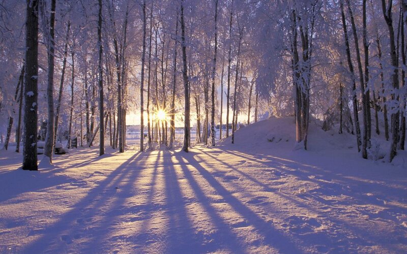 Sunrise Through Snowy Trees — White, Serene, Winter