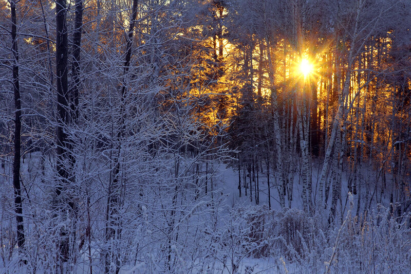 Sunrise Through Snowy Trees — White
