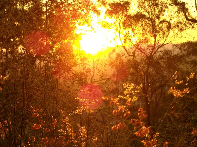 Sunrise Through Tall Grass