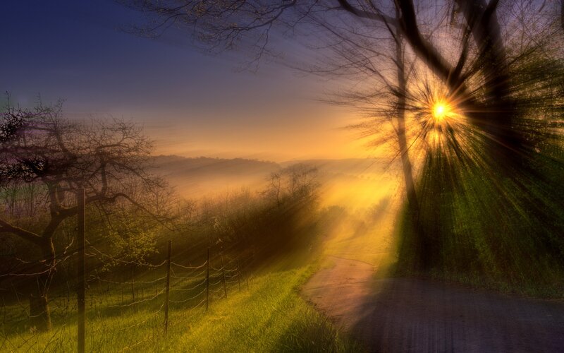 Sunrise through the trees