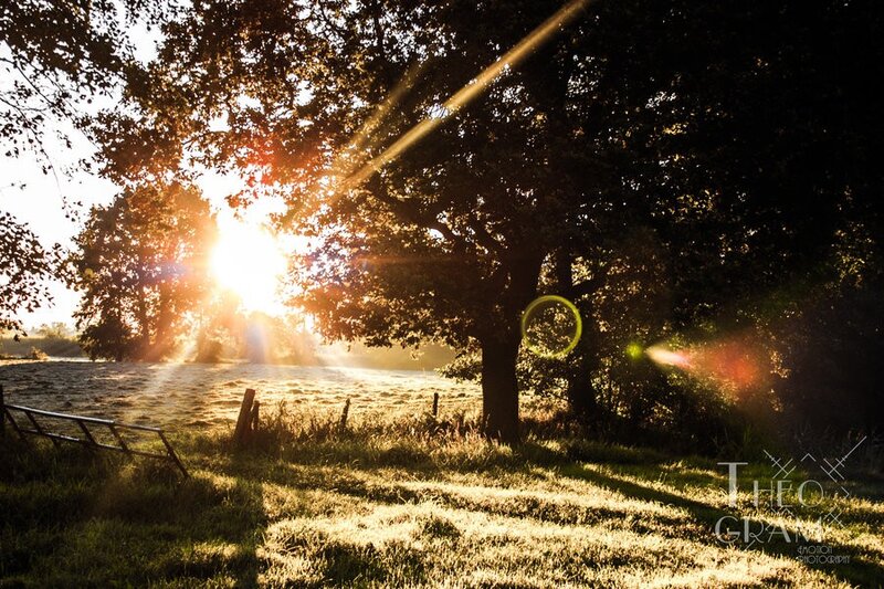 Sunrise through the trees