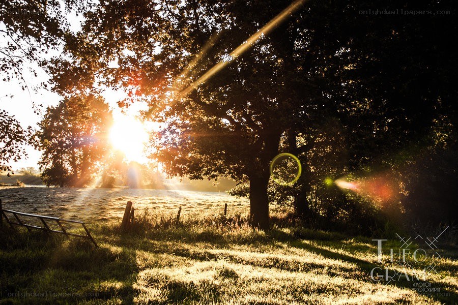 Sunrise through the trees