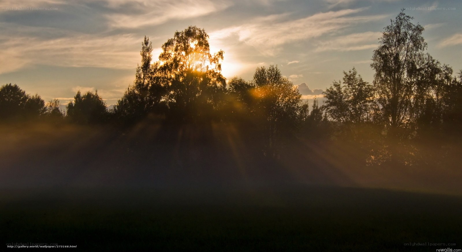 Sunrise through the trees