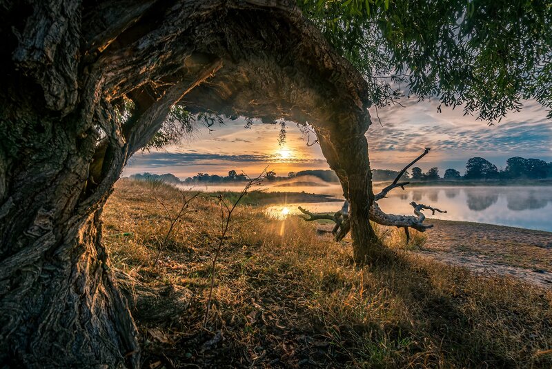 Sunrise Through Tree Arch