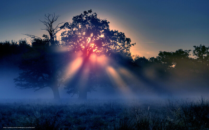 Sunrise Through Tree — Blue, Serene
