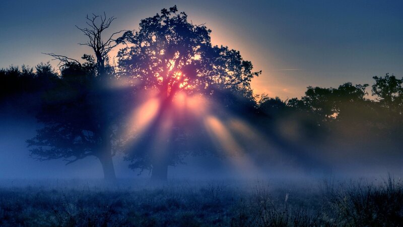 Sunrise Through Tree — Blue