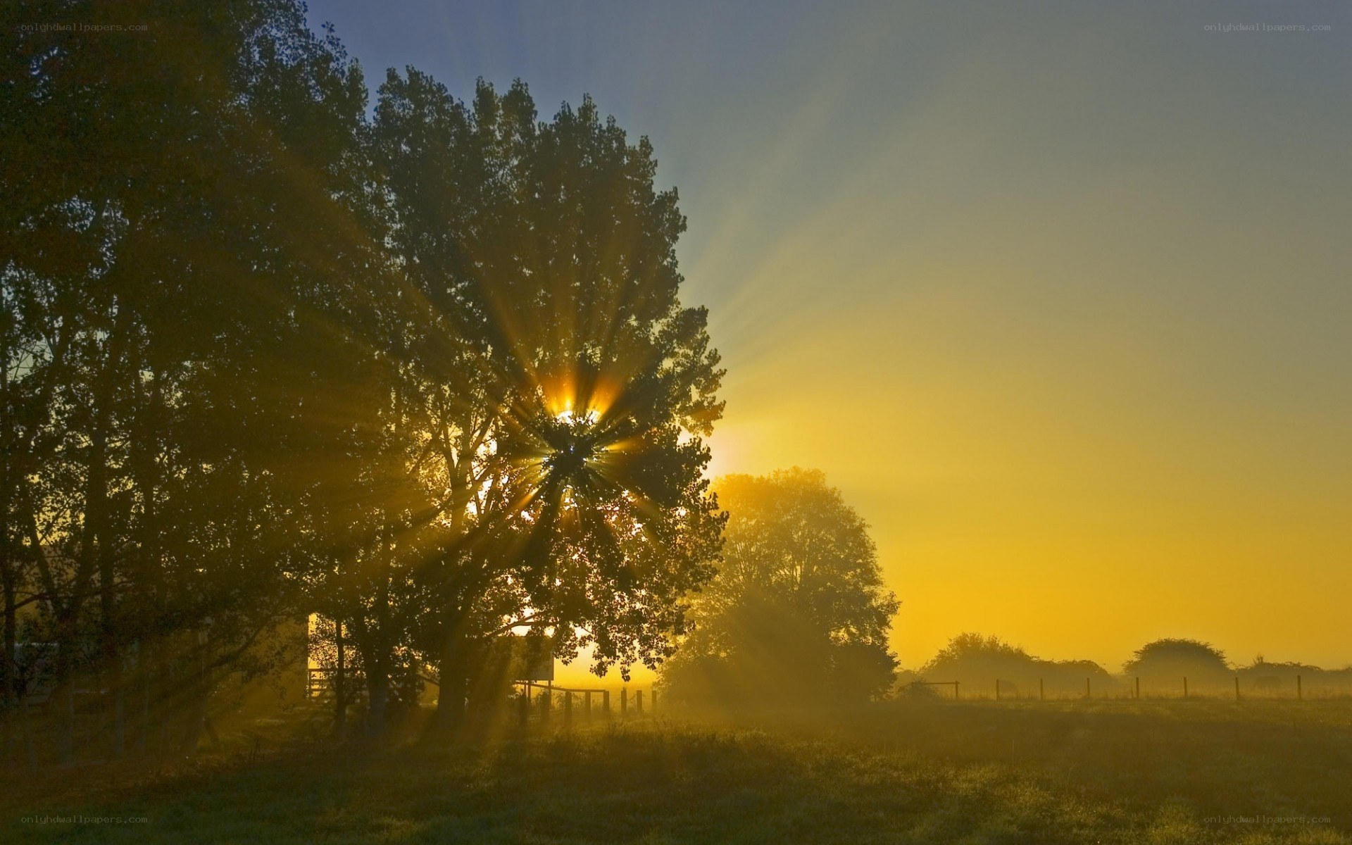 Sunrise through tree branches