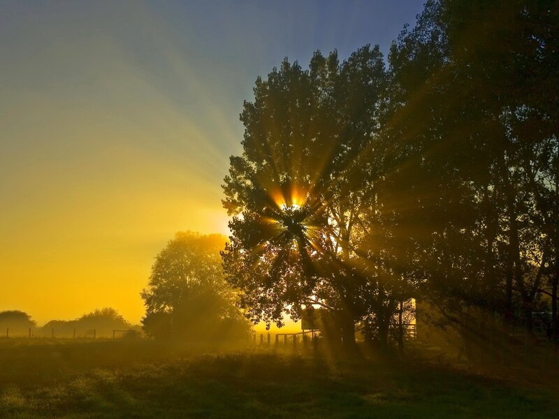Sunrise through tree branches