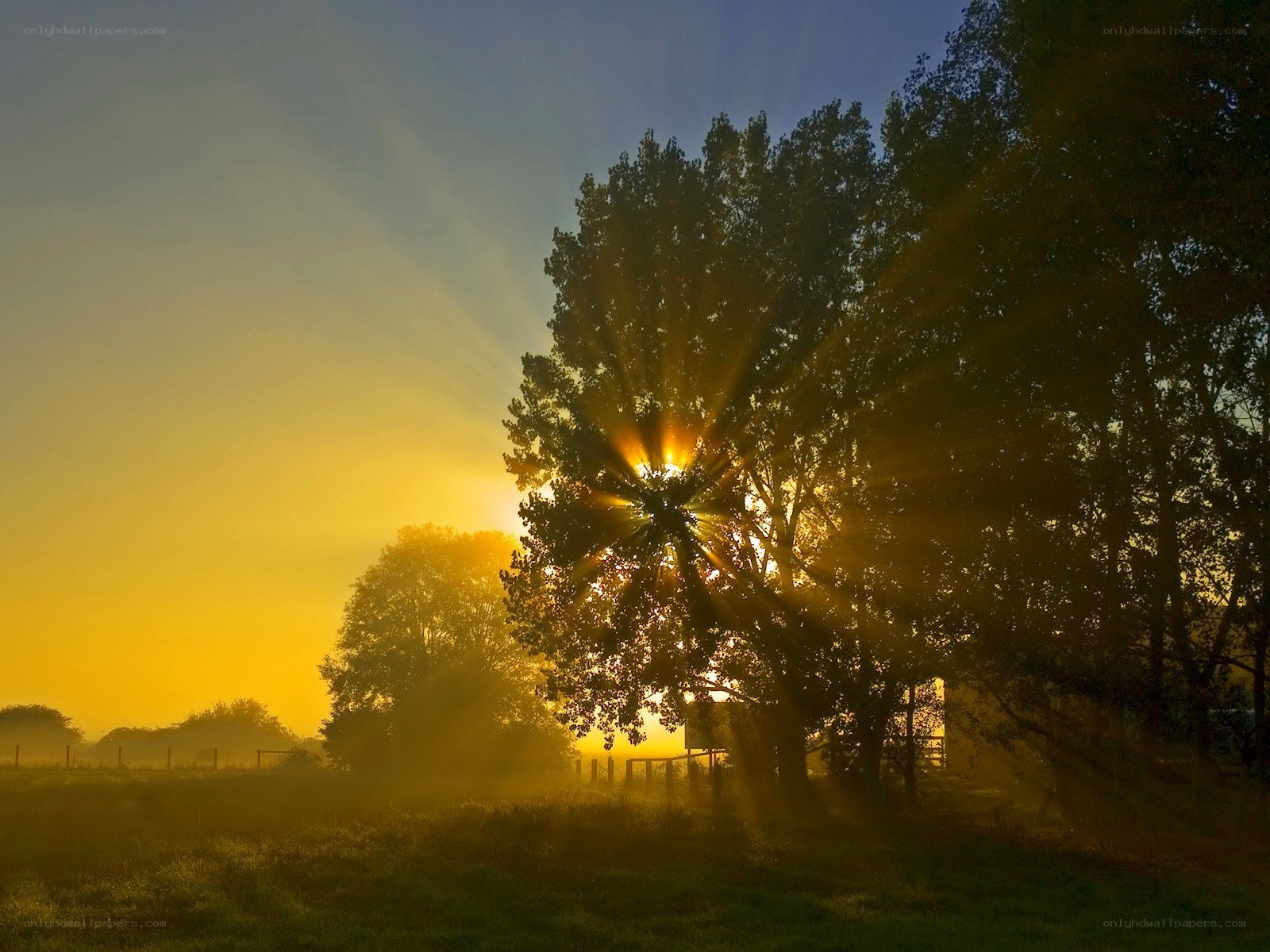Sunrise through tree branches