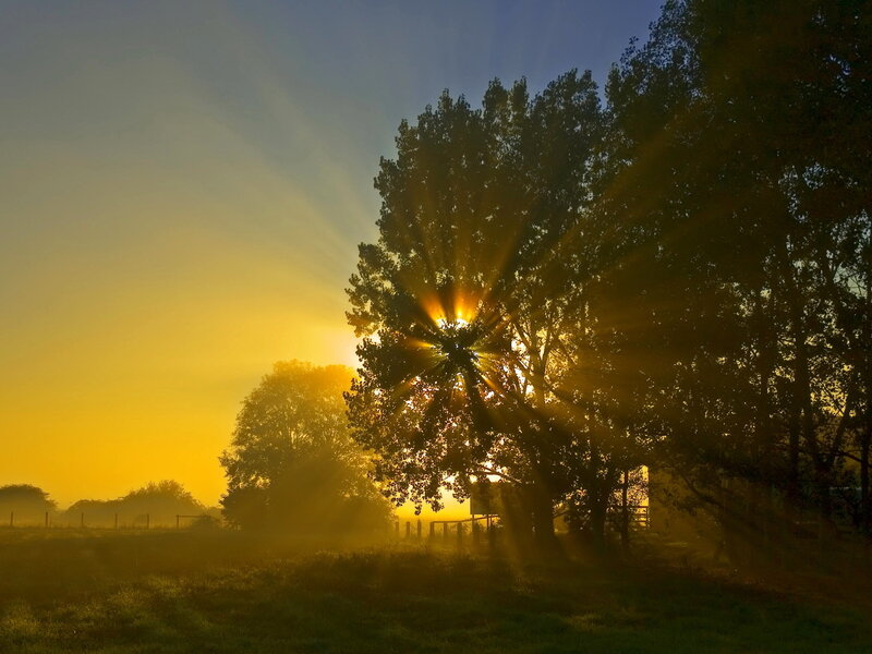 Sunrise through tree branches