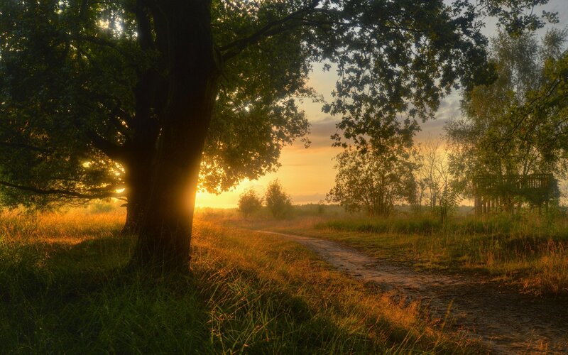 Sunrise Through Tree Branches — Gold