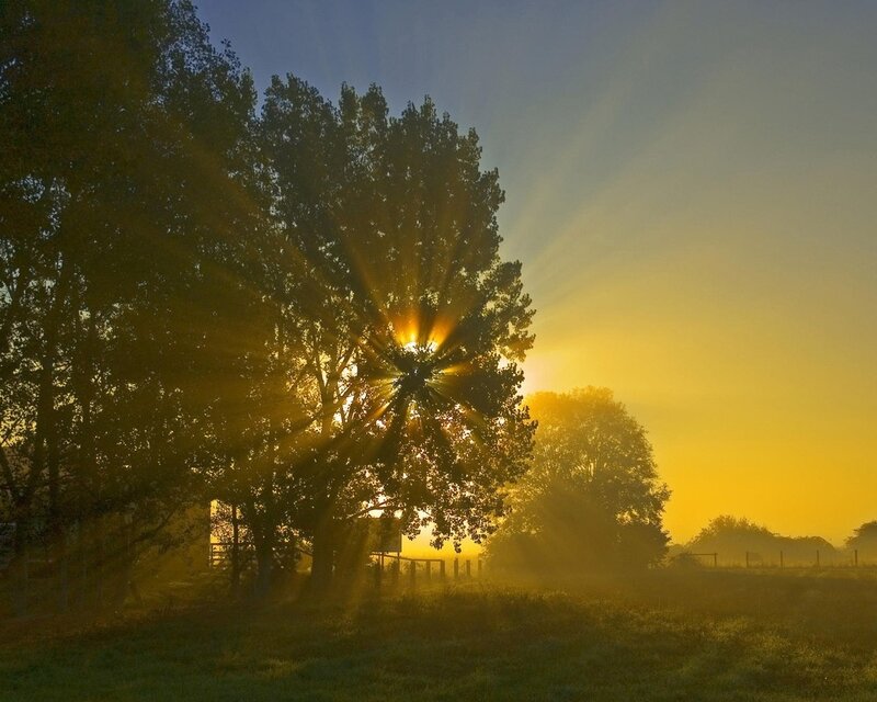 Sunrise through tree branches