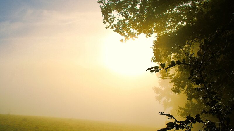 Sunrise Through Tree Branches — Yellow, Serene