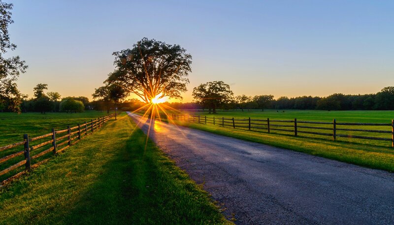 Sunrise Through Tree