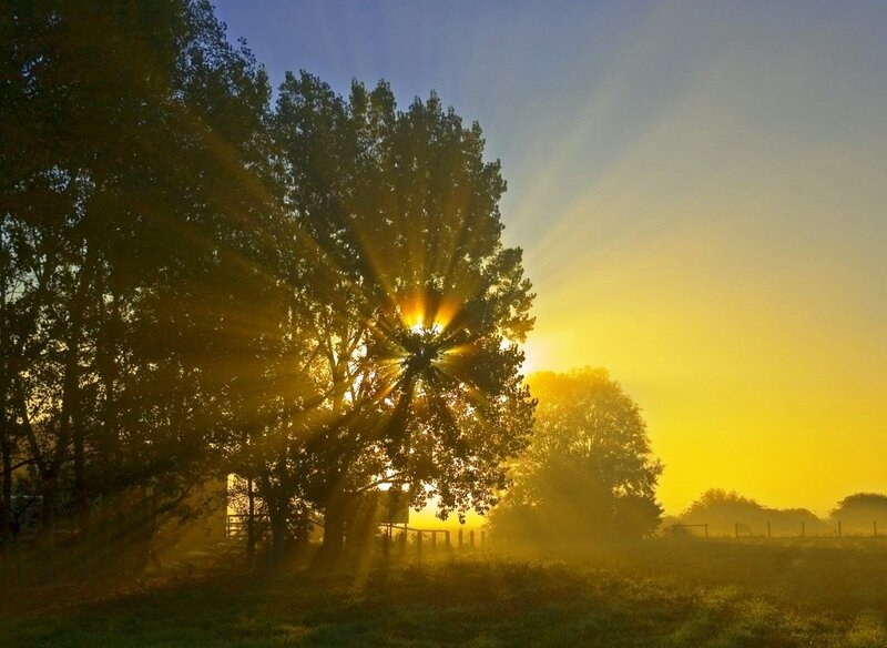 Sunrise through trees