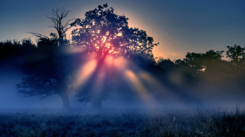 Sunrise Through Trees — Blue, Serene, Photograph, Fog