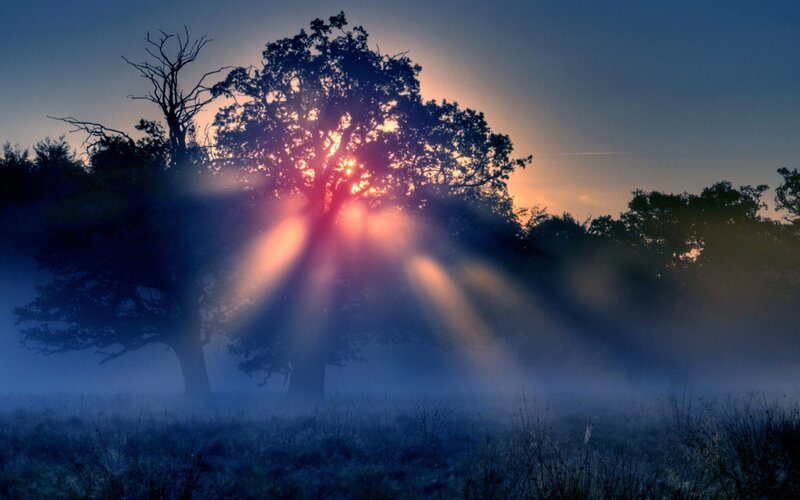 Sunrise Through Trees — Blue, Serene, Photograph