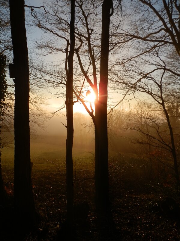 Sunrise Through Trees — Brown