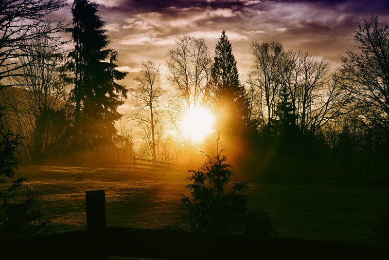 Sunrise Through Trees — Gold, Dramatic