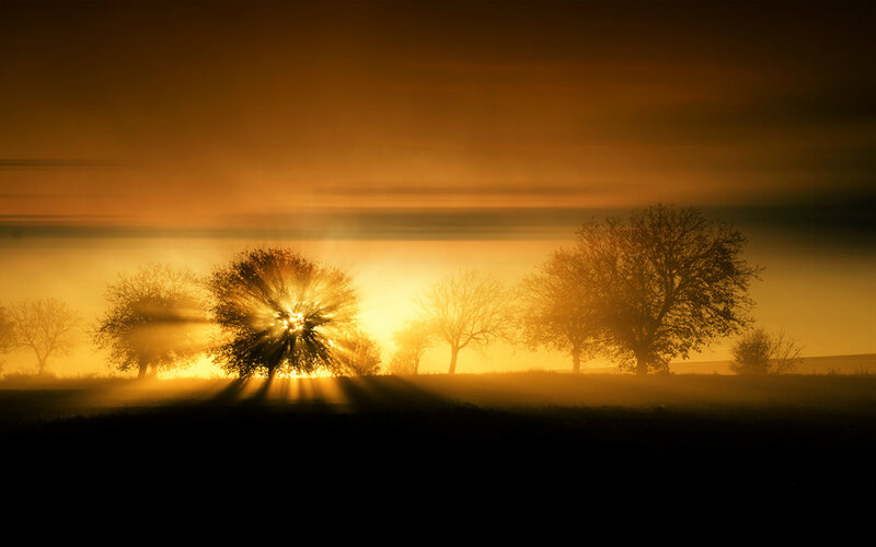 Sunrise Through Trees — Gold, Serene, Photograph