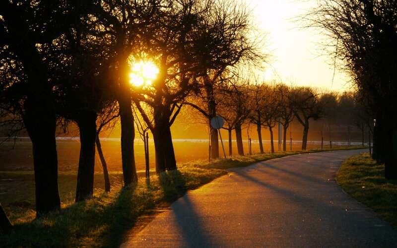Sunrise Through Trees — Gold, Serene
