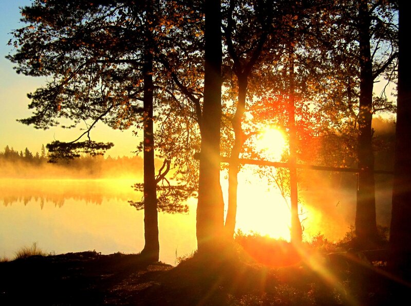 Sunrise Through Trees — Gold