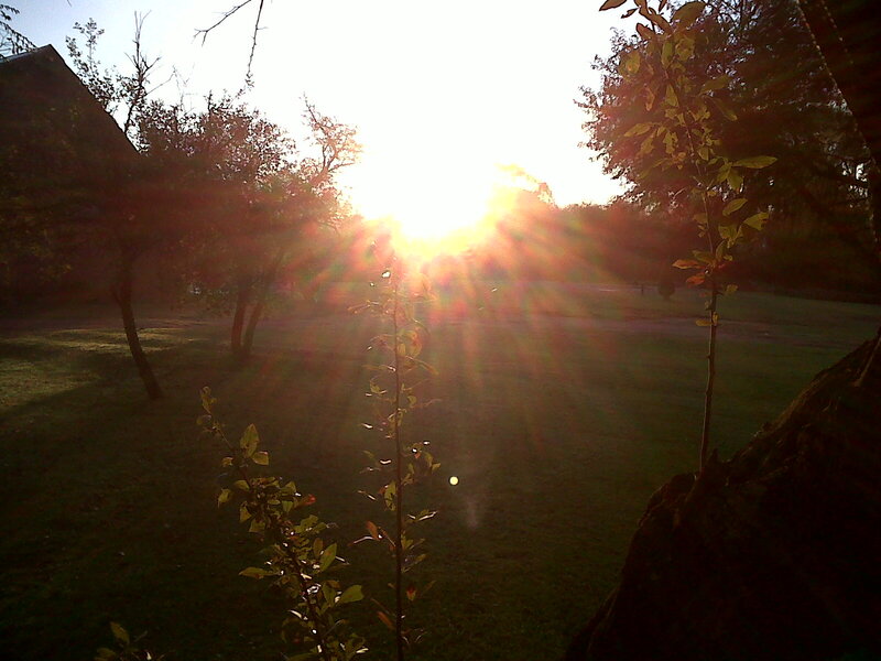Sunrise Through Trees — Green