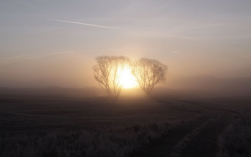 Sunrise through trees in fog