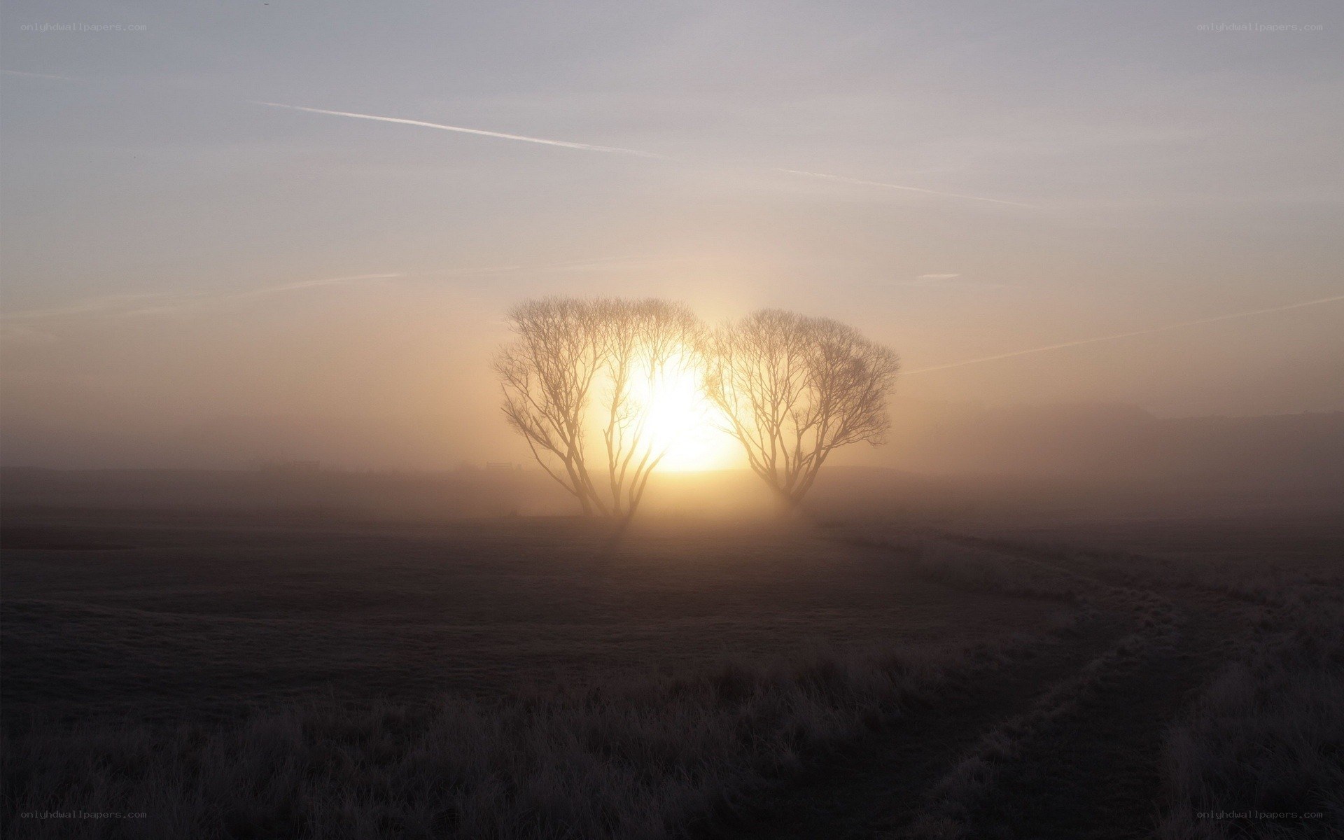 Sunrise through trees in fog
