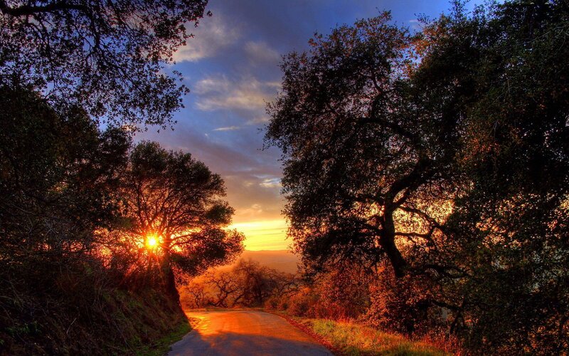 Sunrise Through Trees — Orange, Dramatic