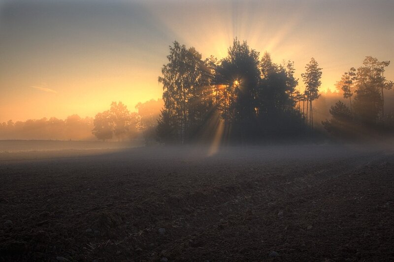 Sunrise Through Trees — Orange, Serene, Photograph, Fog, Field, Brown