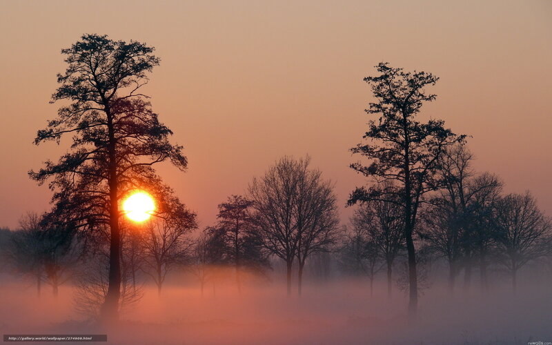 Sunrise Through Trees — Orange, Serene, Photograph, Fog