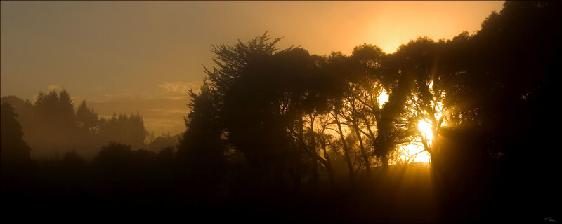 Sunrise Through Trees — Orange, Serene, Photograph, Sun
