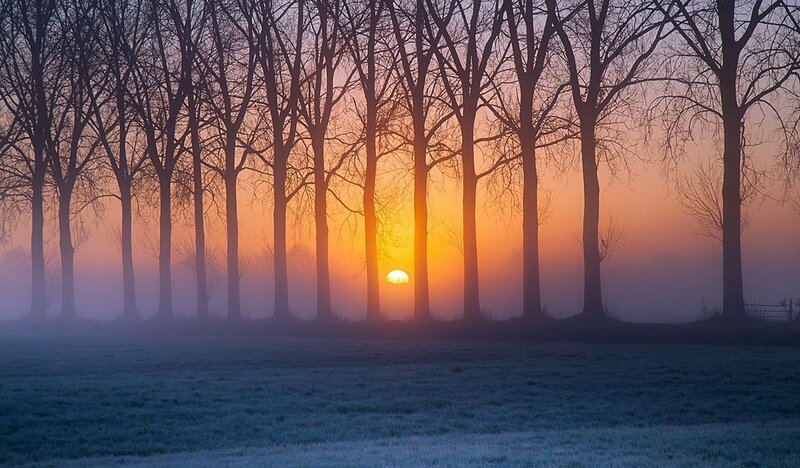 Sunrise Through Trees — Orange, Serene, Photograph
