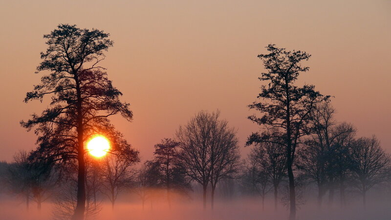 Sunrise Through Trees — Orange, Serene