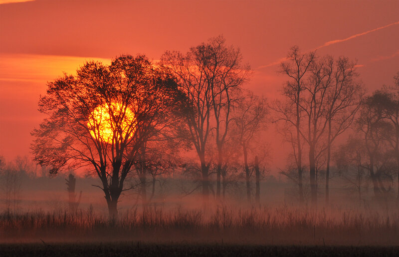 Sunrise Through Trees — Orange