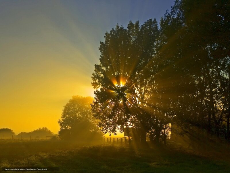 Sunrise through trees