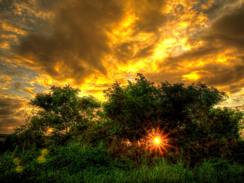 Sunrise Through Trees — Yellow, Dramatic