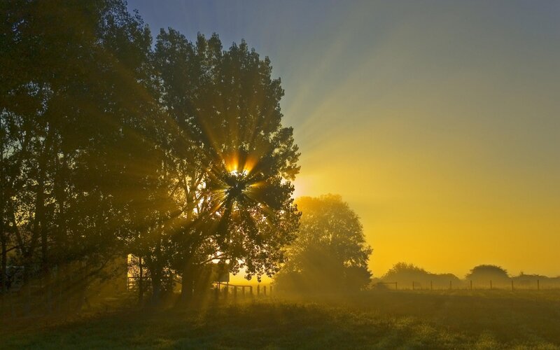Sunrise Through Trees — Yellow, Serene, Photograph, Fog, Field, Sun, Blue