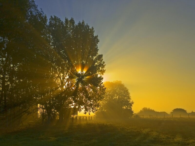 Sunrise Through Trees — Yellow, Serene, Photograph, Fog