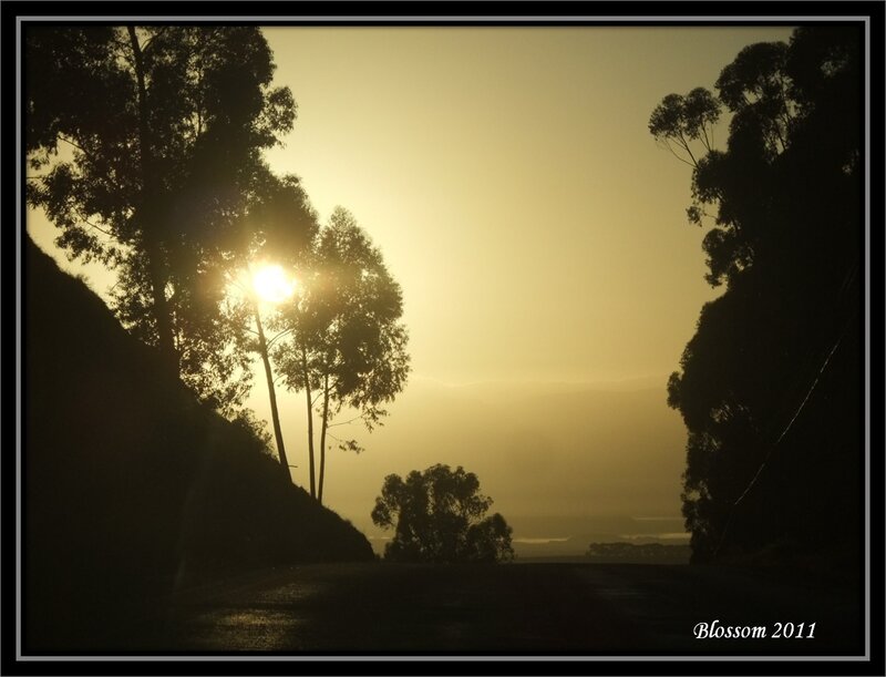 Sunrise Through Trees — Yellow