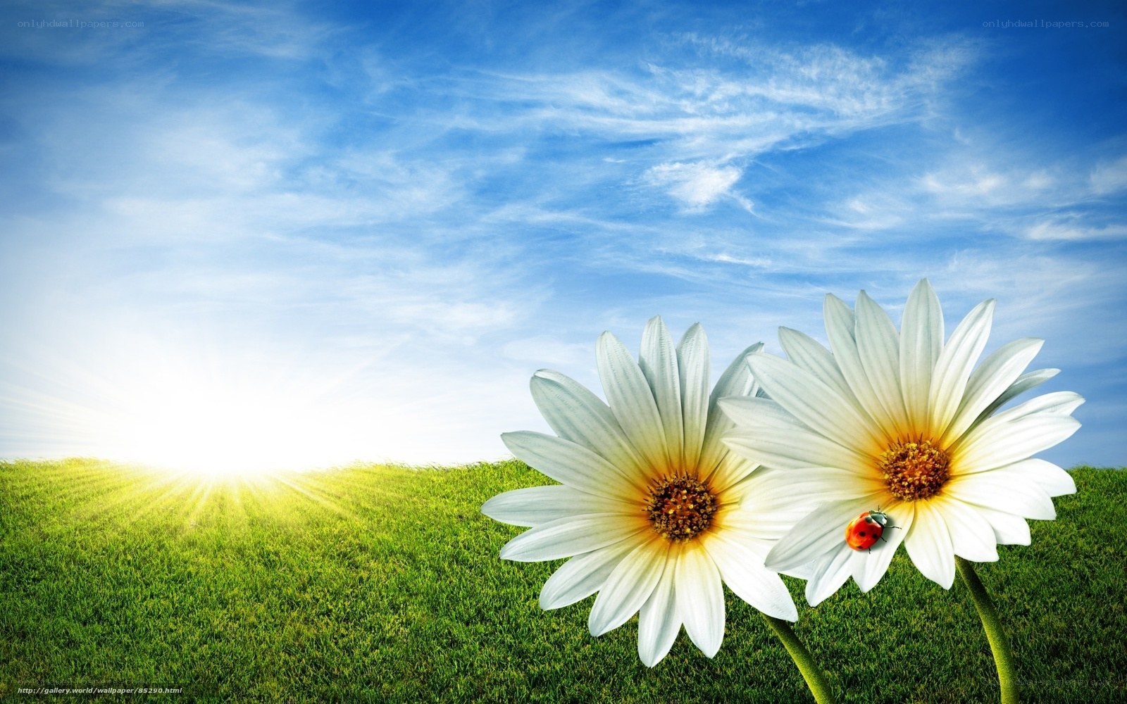 Sunrise with daisies and ladybug