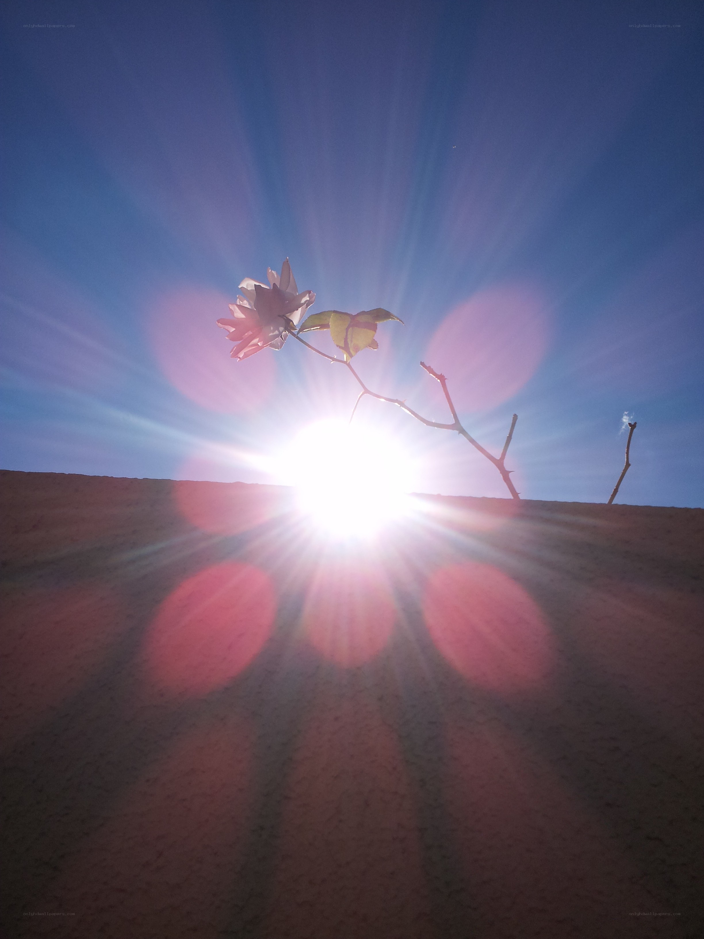 Sunrise with flower silhouette